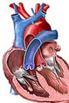فراوانی ضایعات دریچه ای قلب در اجساد بالغین ارجاعی به سازمان پزشکی قانونی کشور در سال ۱۳۸۲