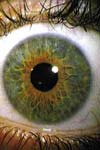 ارزیابی روش رفلکسومتری مردمک چشم به عنوان یک آزمون غربالی جهت تشخیص موارد سو مصرف مواد مخدر و مقایسه آن با روش های ایمونوکروماتوگرافی و کروماتوگرافی نازک لایه