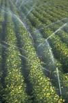 بررسی آبیاری تیپ و شیاری از لحاظ عملکرد و کارایی مصرف آب در زراعت سیب زمینی