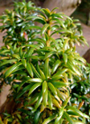 مروری بر گیاه سرخدار (.Taxus baccata L)