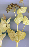 بررسی تغییرات کمی و کیفی اسانس گیاه Smyrnium cordifolium Boiss در مراحل مختلف رشد گیاه