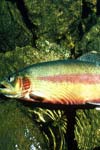 تاثیر محلولهای فعال کننده بر افزایش میزان لقاح در ماهی قزل آلای رنگین کمان (Oncorhynchus mykiss)