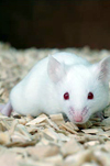 مطالعه اثرات سیکلوسپورین گالنا بر جنین موش نژاد balb/c در طی زمان های حساس حاملگی