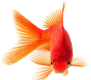 ماهی قرمز‌ کوچولو