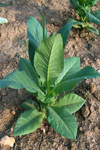 بیان فراوان ژن D- پرولین -۵- کربوکسیلات سنتاز (p۵cs)، با افزایش مقاومت به تنش های اسموتیک در گیاه تراریخت توتون (Nicotiana tabacum cv. Xanthi)