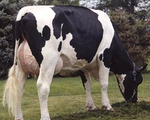 شناسایی ژن‌های موثر بر روی کیفیت شیر در گاوهای شیری