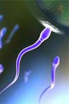 یک روش نوین برای بررسی حیات اسپرم با استفاده از MTT