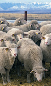 خصوصیات شیرد‌هی و ترکیب شیر گوسفند‌ نژاد‌ شال