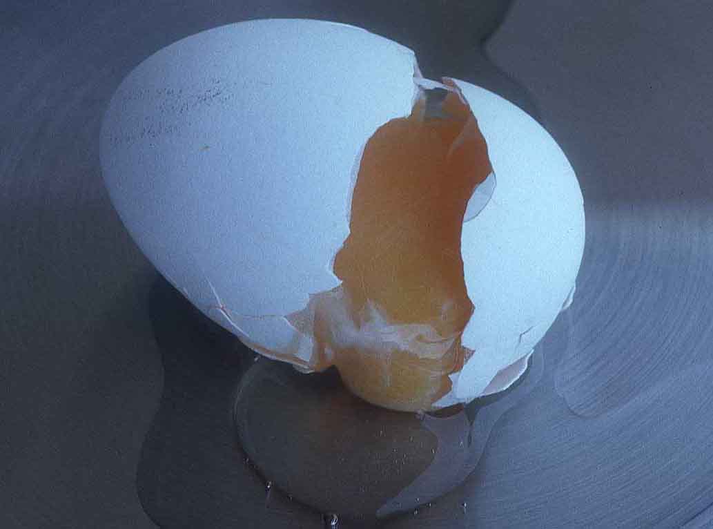 عوامل بیماریزا در تخم مرغ