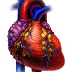 سلا‌مت قلب و عروق از ۱ تا ۹
