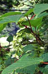 اثر مبداء بذر روی زی توده و رشد اولیه افرا (.Acer velutinunm Boiss)