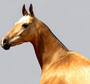 نژادهای اسب - ترکمن