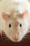 ارزیابی نقش هسته قاعده ای جانبی آمیگدال در اثرات ‏کورتیکوسترون بر بخاطرآوری حافظه در موش سفید ‏آزمایشگاهی