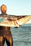 شاخصهای رشد و میزان مرگ و میر ماهی شیر (Scomberomorus commerson) در آبهای سواحل استان هرمزگان
