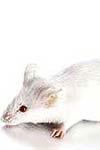 بررسی توزیع ماستوسیتهای رحمی در زمان لانه گزینی پس از سوپراوولاسیون تخمدانی در موش آزمایشگاهی نژاد balb/c