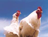 تغییر جنسیت در مرغ‌ها
