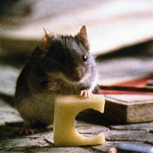شکار موش - mousehunt