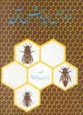 زنبور عسل و پرورش آن