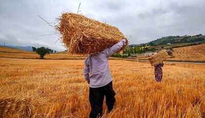 سلطان گندم کیست؟/ چرا دلالان بخشی از درآمد گندمکاران را تامین می‌کنند؟ | اقتصاد24