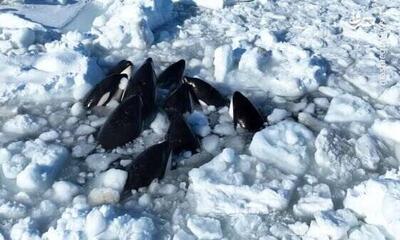فیلم/ نهنگ‌های قاتل میان یخ‌ها