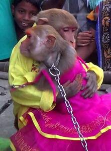 مراسم اشرافی برای جشن عروسی دو میمون! +عکس