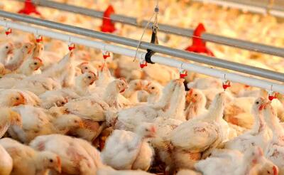 تولید مرغ در استان ۲۹ درصد افزایش یافت