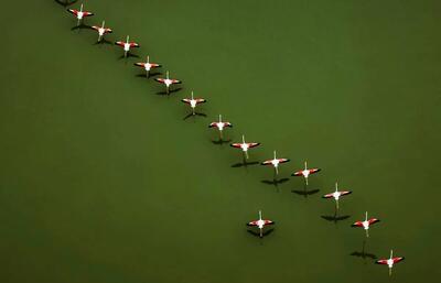 پرواز تماشایی فلامینگوها بر فراز تالاب میانکاله + فیلم