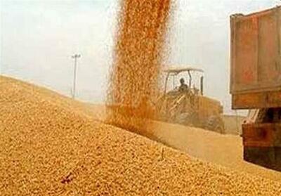 خریدبیش از 770 هزار تن گندم ‌از کشاورزان استان خوزستان - تسنیم