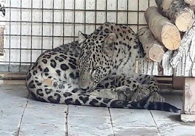 محیط زیست:  ارس  پلنگ باغ وحش مشهد تحت درمان قرار دارد