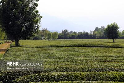 باغات رها شده چای گیلان احیا می‌شود
