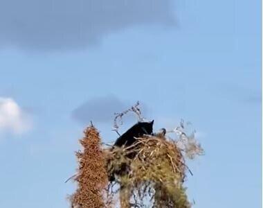 لحظه باورنکردنی شکار یک عقاب توسط خرس گرسته در نوک درخت!+ فیلم