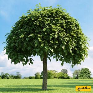 تلاش تحسین‌برانگیز در یزد برای زنده نگه داشتن یک درخت در حین دیوارکشی!+ عکس