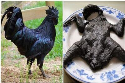 کارخانه حیوانات؛ گوشتو منقارو پر مرغ سیاهه تو مسابقه زیباترین پرنده میلیونی قیمت داره