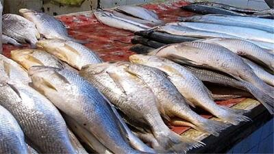 اعلام قیمت گران ترین و ارزان ترین ماهی در بازار