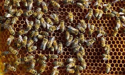 معافیت مالیاتی برای محصولات زنبور عسل