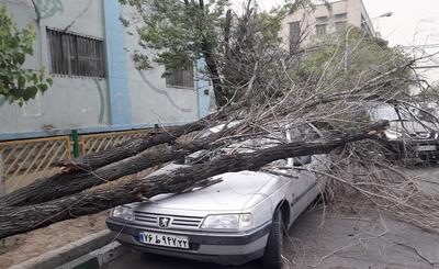 تندباد در اصفهان؛ سقوط ۵۴ درخت و خسارت به ۱۶ خودرو - عصر خبر