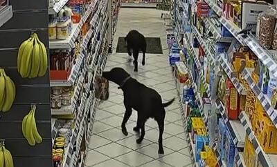 (ویدئو) سگ‌های سارق نان در یک فروشگاه