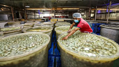 (ویدئو) فرآیند تولید میلیون ها تخم اردک گِلی در کارخانه در چین