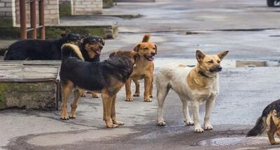 کافه سگ ها در تهران پلمب شد (عکس)