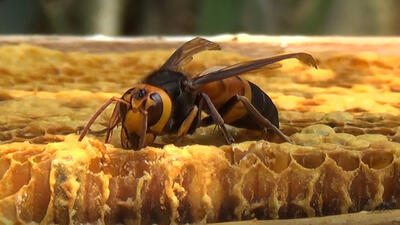 ببینید | انتقام گروهی زنبورها از زنبور بزرگ بعد از قتل هم‌نوع‌شان