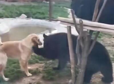 (ویدئو) قفس مشترک شیر و خرس و سگ در سیرجان!