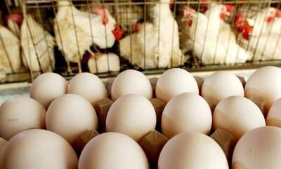 صادرات مرغ و تخم مرغ به عراق متوقف شد