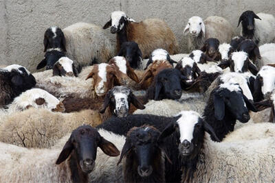 مراکز فروش گوسفند برای عید قربان