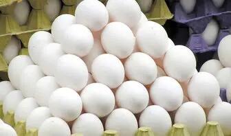 قیمت تخم مرغ در بازار | یک بسته ۱۵ عددی ۱۲۶ هزار تومان! - اندیشه قرن