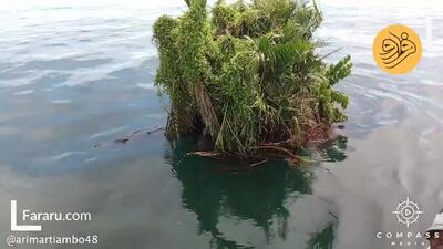 (ویدئو) کشف کوچک‌ترین جزیره جهان