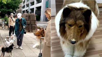 (ویدئو) مرد ژاپنی که ۱۵ هزار دلار خرج کرد تا شبیه سگ‌ شود می خواهد حیوان دیگری باشد!