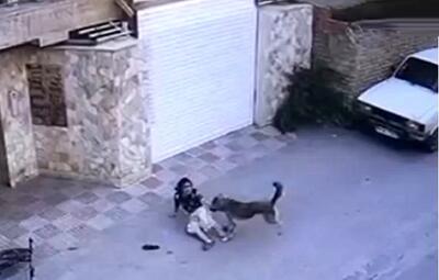 (ویدئو) حمله وحشیانه سگ ولگرد به دختربچه نکایی!