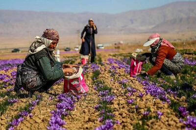 زعفران ایرانی؛ به نام و کام دیگران