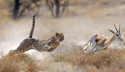 سرعت خیره کننده یوزپلنگ در شکار غزال حواس پرت+ فیلم