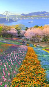 فیلم ثبت شده از زیبایی پارک هینویاما در ژاپن